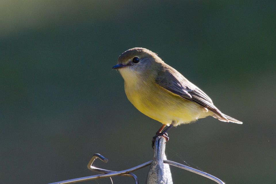 Lemon-bellied Flycatcher (Microeca flavigaster)